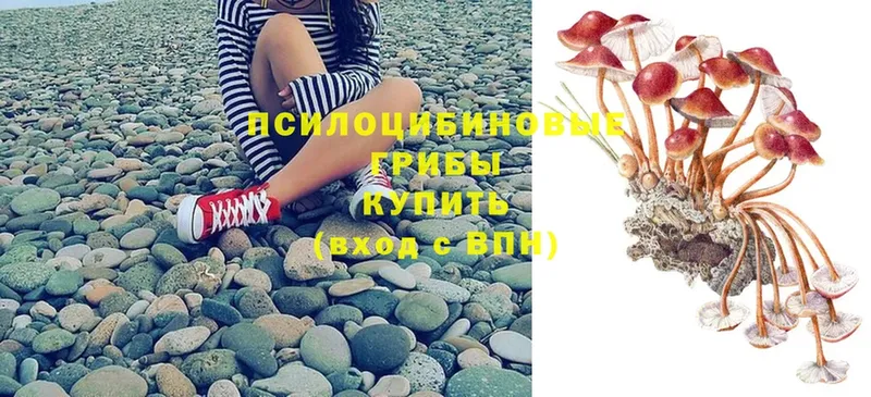 дарнет шоп  Туринск  Псилоцибиновые грибы Psilocybe 